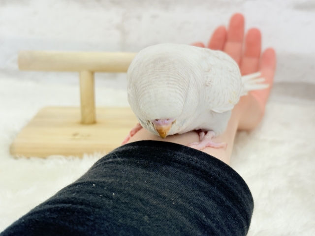 ジャンボセキセイインコ