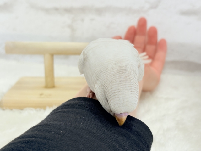 ジャンボセキセイインコ