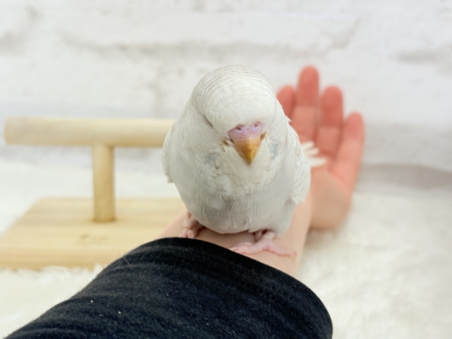 ジャンボセキセイインコ