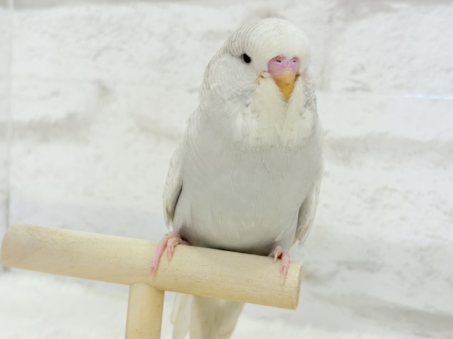 ジャンボセキセイインコ