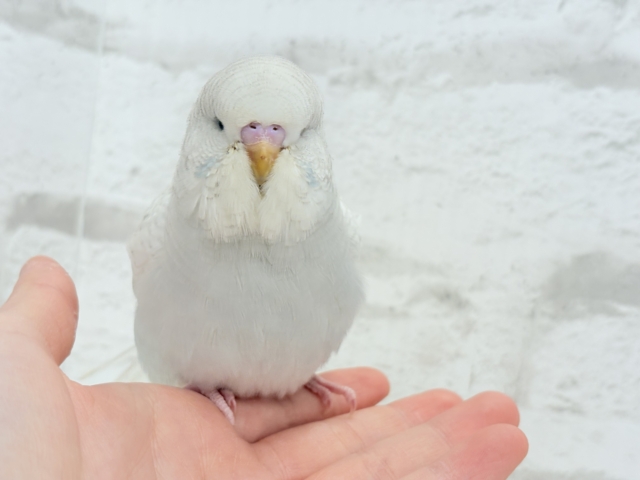 ジャンボセキセイインコ