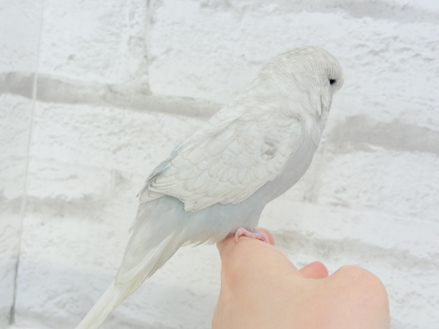 ジャンボセキセイインコ