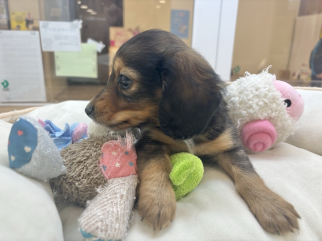 ミニチュアダックス