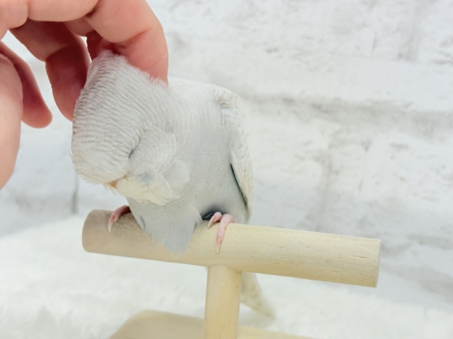 ジャンボセキセイインコ