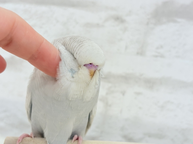 ジャンボセキセイインコ