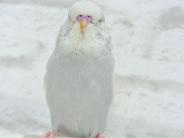 ジャンボセキセイインコ