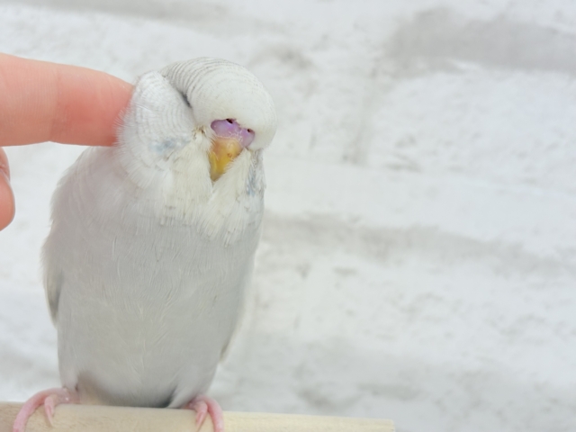 ジャンボセキセイインコ