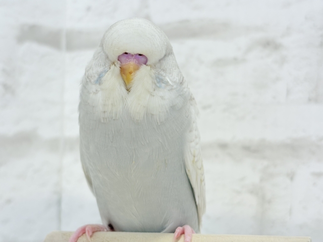 ジャンボセキセイインコ