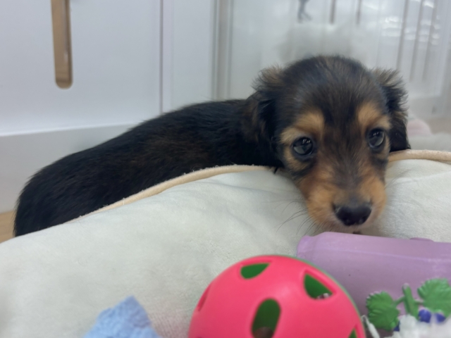 ミニチュアダックス