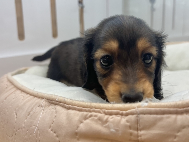 ミニチュアダックス