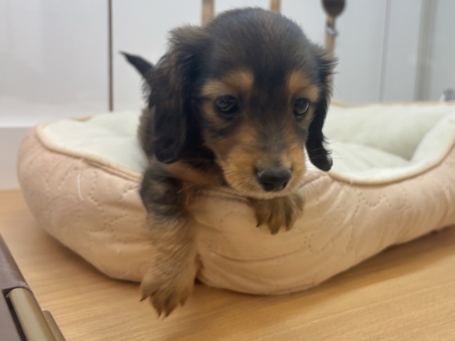 ミニチュアダックス