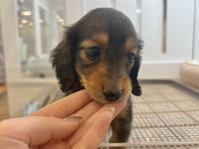 ミニチュアダックス