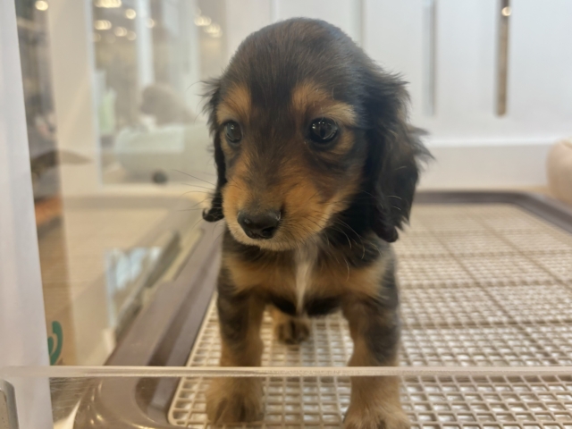 ミニチュアダックス