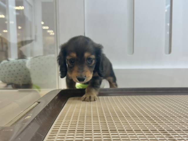 ミニチュアダックス