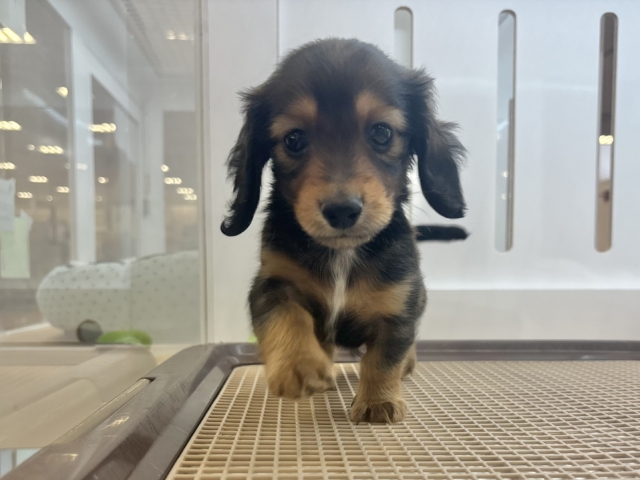 ミニチュアダックス