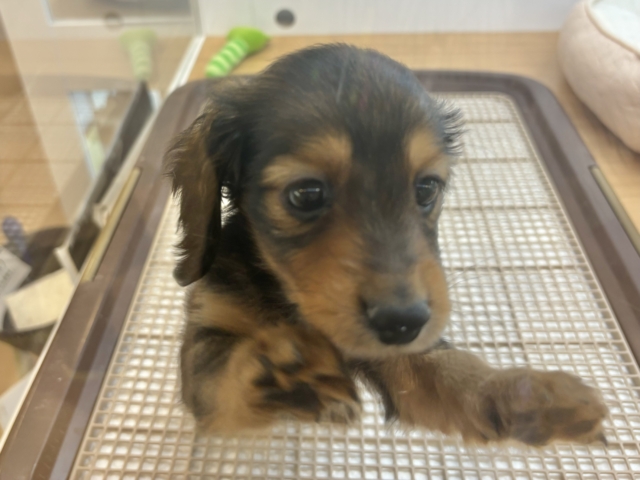 ミニチュアダックス