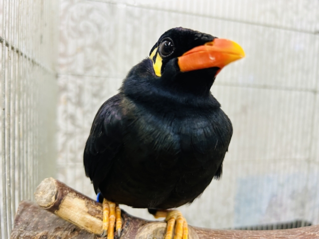 九官鳥（キュウカンチョウ）