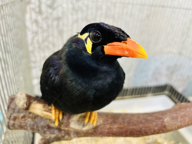 九官鳥（キュウカンチョウ）