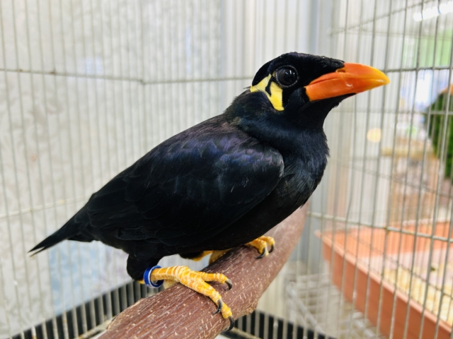 九官鳥（キュウカンチョウ）