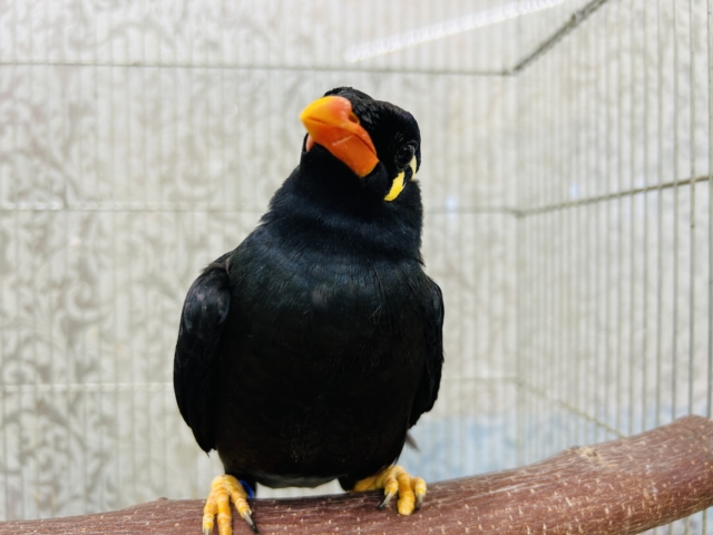 九官鳥（キュウカンチョウ）