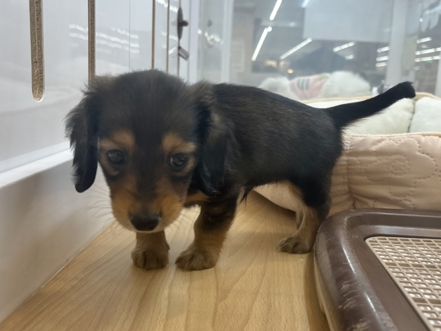 ミニチュアダックス