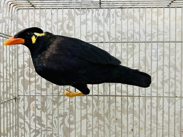 九官鳥（キュウカンチョウ）