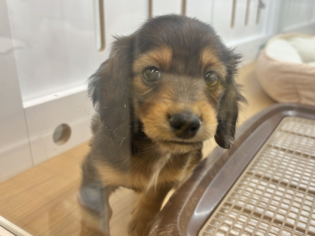 ミニチュアダックス