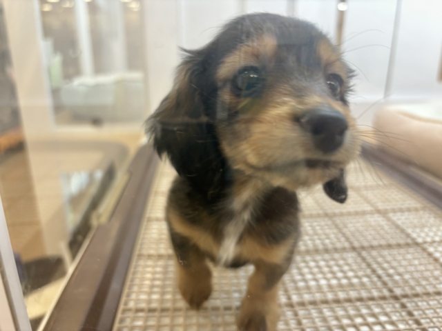 ミニチュアダックス