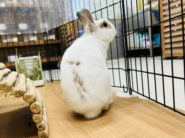 ネザーランドドワーフ