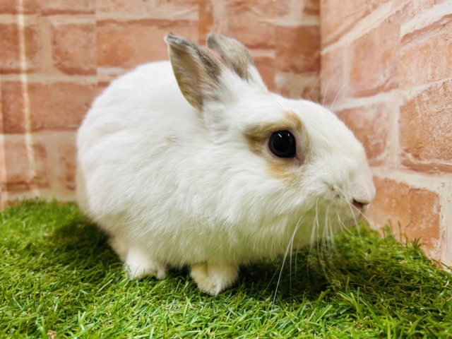 ネザーランドドワーフ