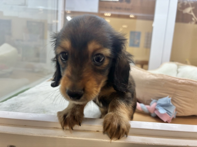 ミニチュアダックス