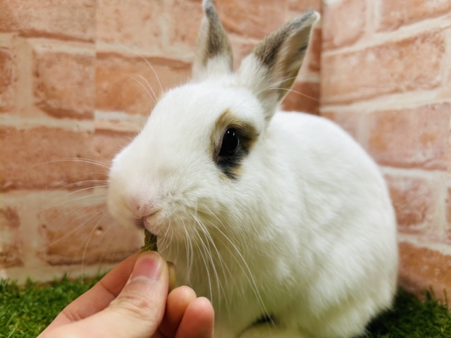 ネザーランドドワーフ