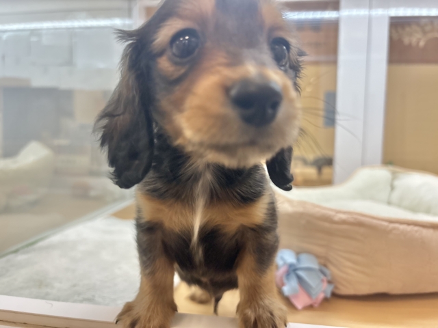 ミニチュアダックス