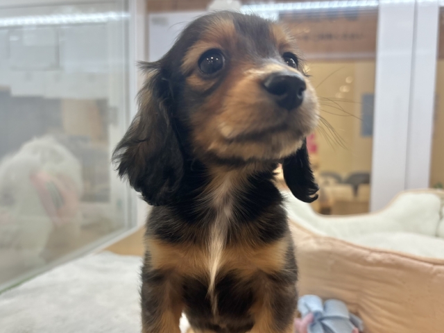 ミニチュアダックス