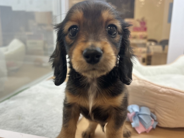 ミニチュアダックス