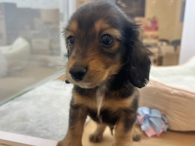 ミニチュアダックス