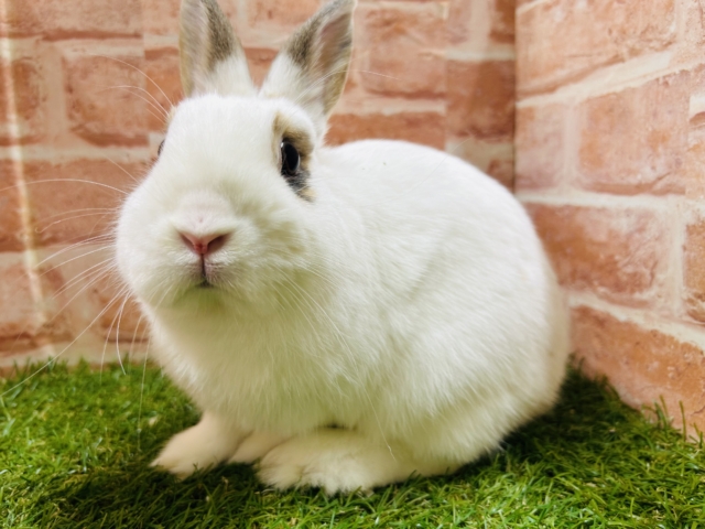 ネザーランドドワーフ