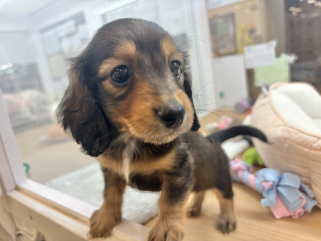 ミニチュアダックス