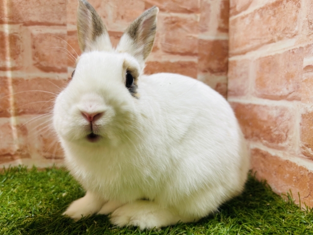 ネザーランドドワーフ