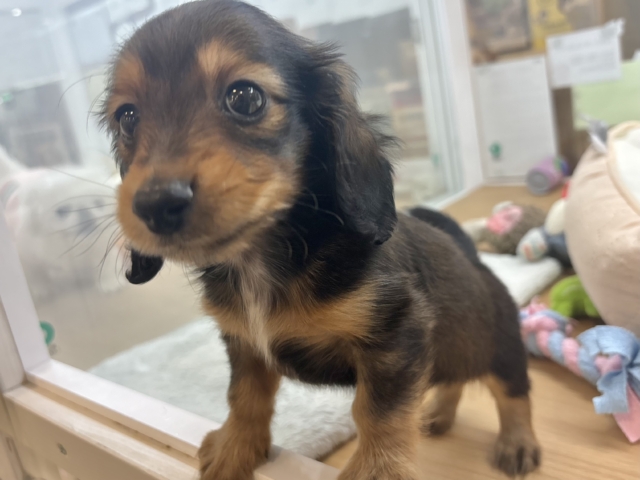 ミニチュアダックス