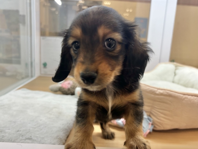 ミニチュアダックス