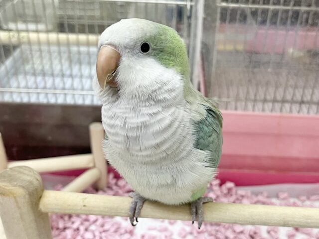 オキナインコ