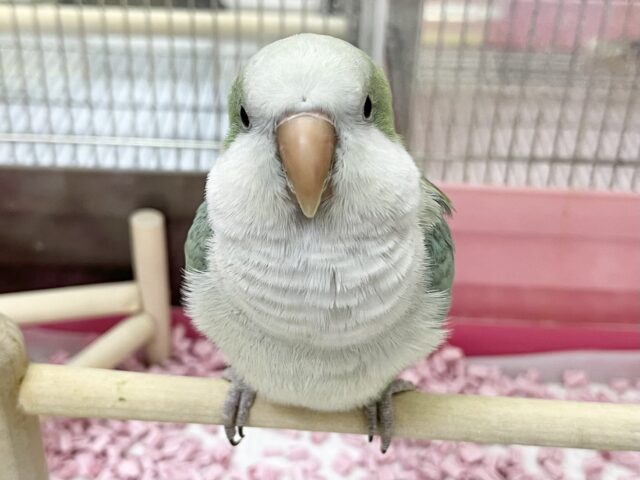 オキナインコ