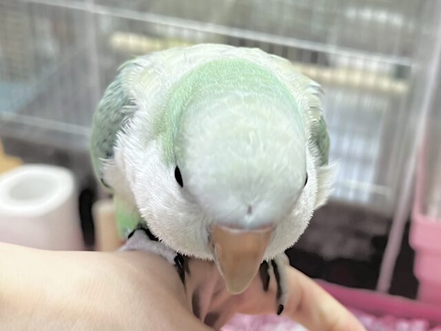 オキナインコ