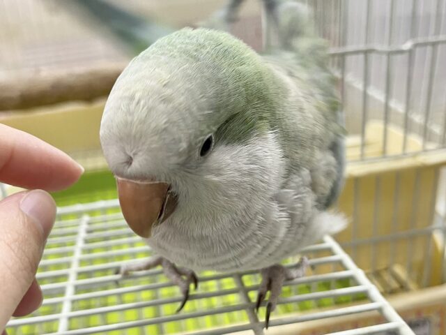 オキナインコ