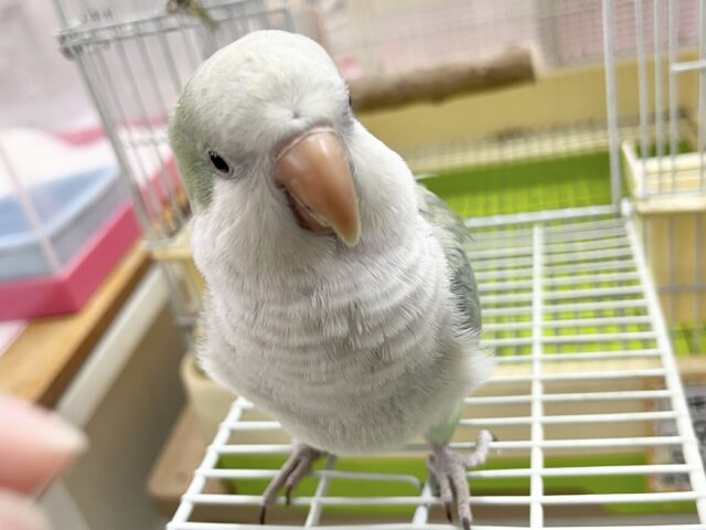 オキナインコ