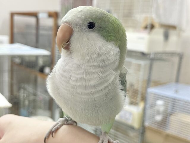 オキナインコ