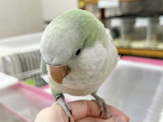 オキナインコ