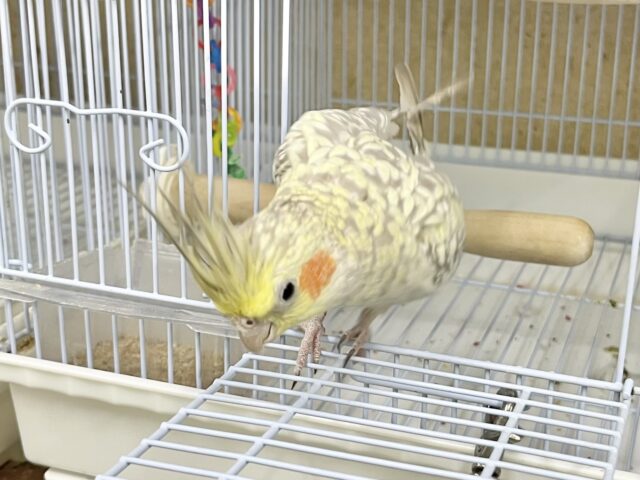 オカメインコ