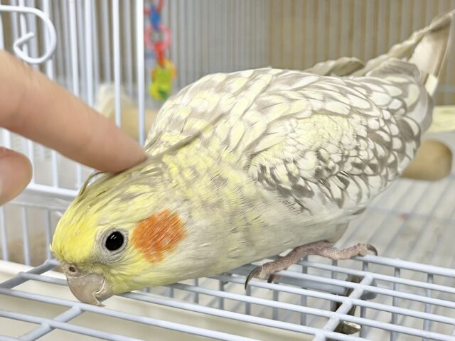 オカメインコ
